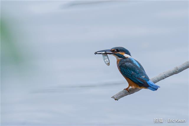 普通翠鳥
